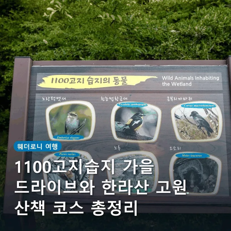 1100고지습지 가을 드라이브와 한라산 고원 산책 코스 총정리