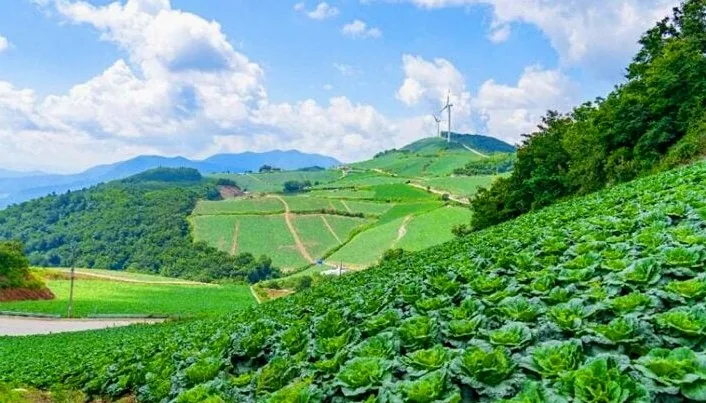 안반데기 풍경 / 사진=한국관광콘텐츠랩