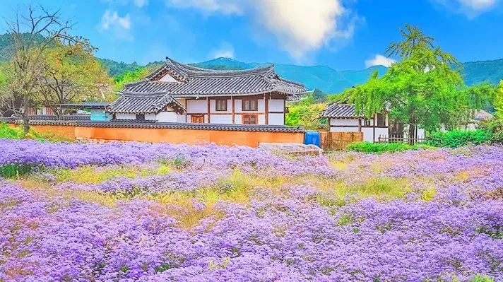 안동 하회마을 / 사진=경북나드리