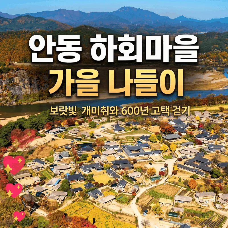 안동 하회마을 가을 나들이, 보랏빛 개미취와 600년 고택 걷기
