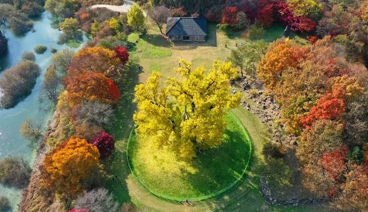 안동 용계리 은행나무 / 사진=국가유산청