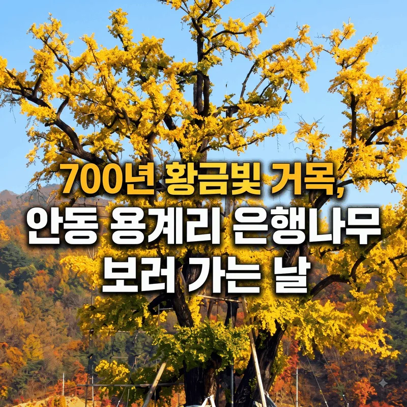 700년 황금빛 거목, 안동 용계리 은행나무 보러 가는 날