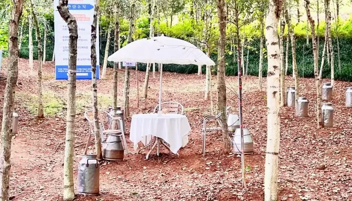자작나무 숲 / 사진=용설,구월의 유럽수국 인스타그램