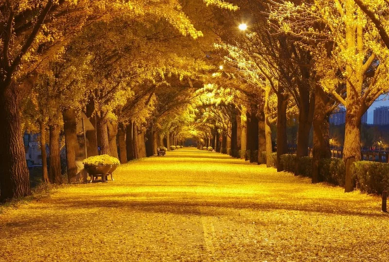 곡교천 은행나무길 상세이미지10