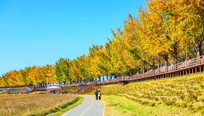 곡교천 은행나무길 풍경 / 사진=한국관광콘텐츠랩