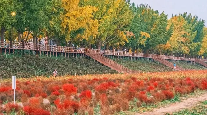 제방 밑 가을꽃 / 사진=한국관광콘텐츠랩