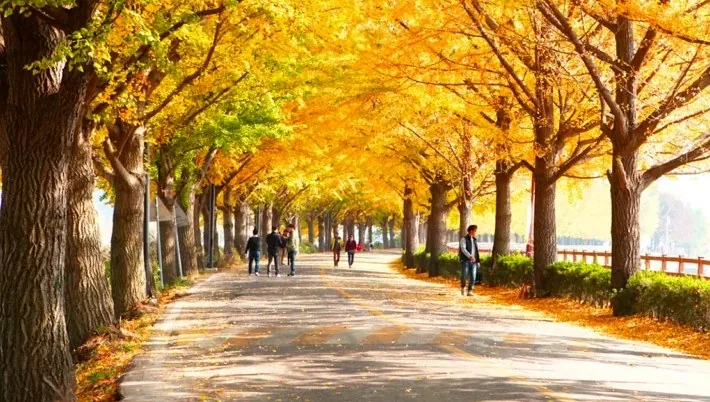 아산 곡교천 은행나무길 모습 / 사진=아산시 문화관광