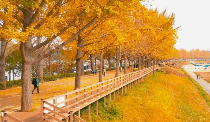 아산 곡교천 은행나무길 / 사진=아산시 문화관광