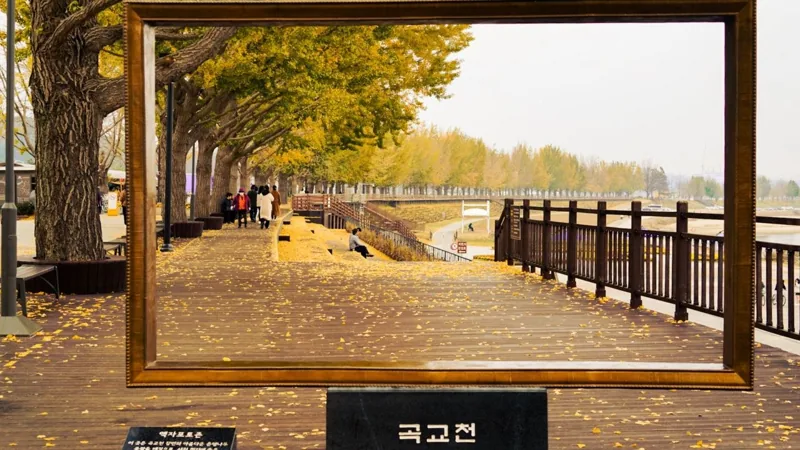 곡교천 은행나무길