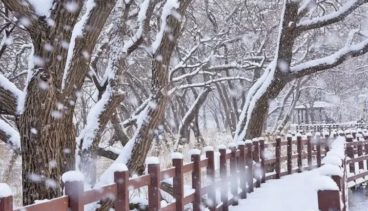 눈 내린 산책로 / 사진=신정호정원