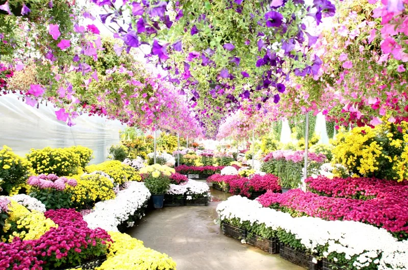 세계꽃식물원 상세이미지8