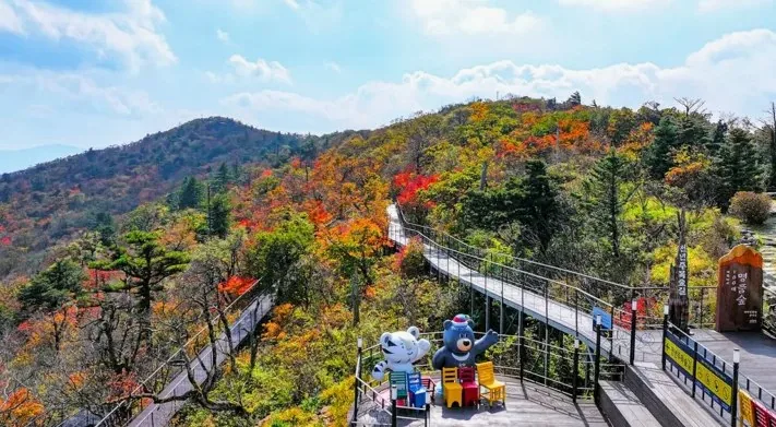 발왕산 천년주목숲길 모습 / 사진=모나용평
