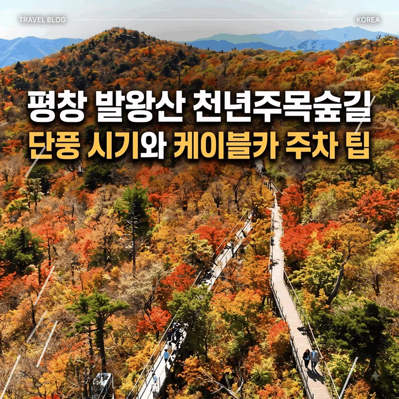 평창 발왕산 천년주목숲길 단풍 시기와 케이블카 주차 팁
