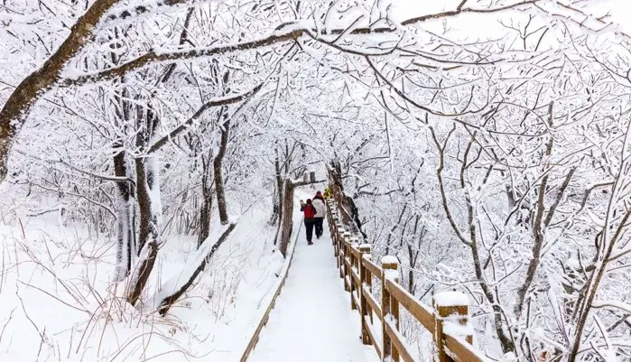 발왕산 산책로 / 사진=게티이미지뱅크