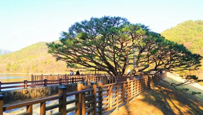 법기수원지 반송나무 / 사진=양산시 공식 블로그 김득주