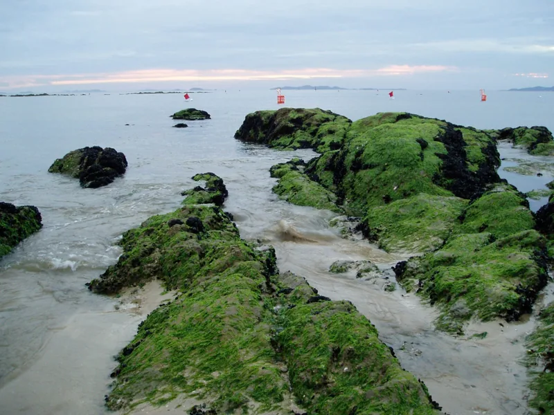 Daecheon Beach - panoramio