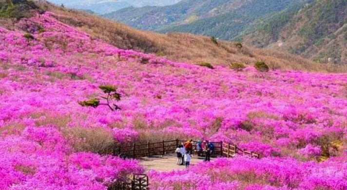 봄의 비슬산 풍경 / 사진=한국관광콘텐츠랩