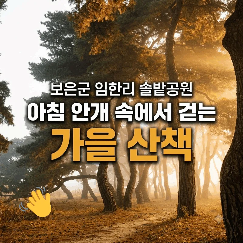 보은군 임한리 솔밭공원 아침 안개 속에서 걷는 가을 산책