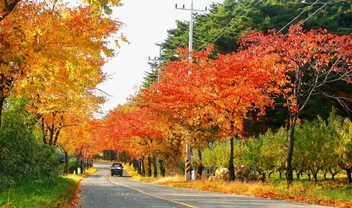 천수누림길 단풍 / 사진=영천시 공식 블로그