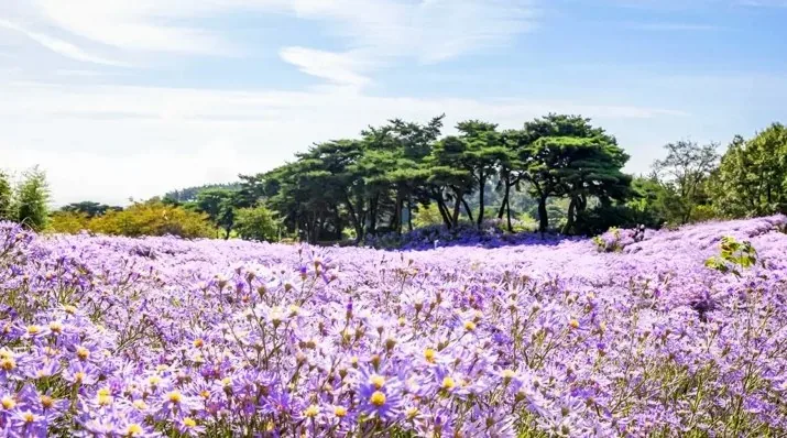 봉천사 개미취 군락 / 사진=게티이미지뱅크