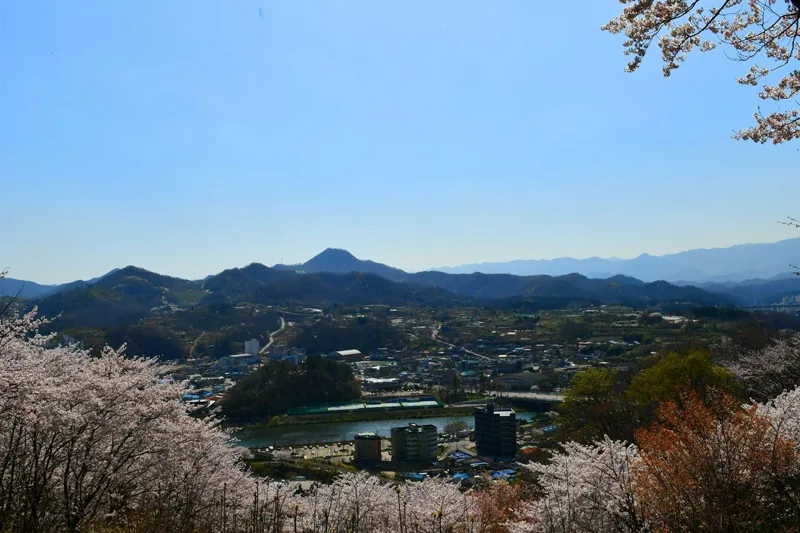 삼척 벚꽃
