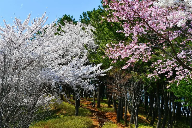 삼척 벚꽃