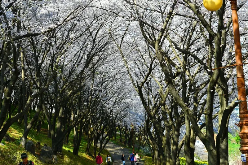 삼척 벚꽃