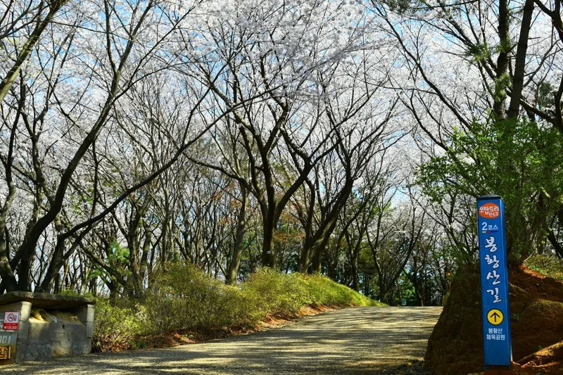 삼척 벚꽃