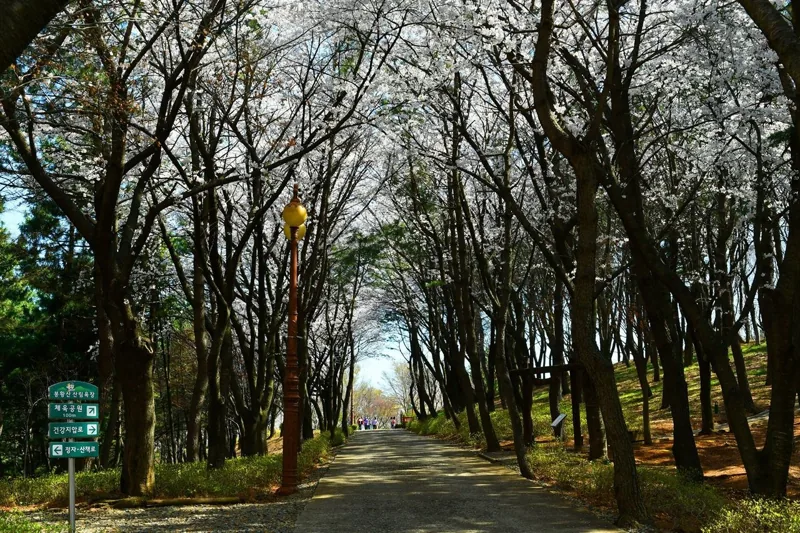 삼척 벚꽃