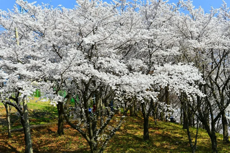 삼척 벚꽃