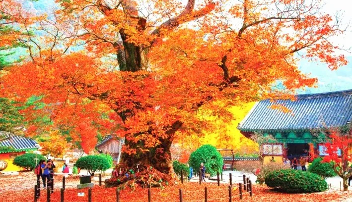 내소사 가을 풍경 / 사진=부안문화관광