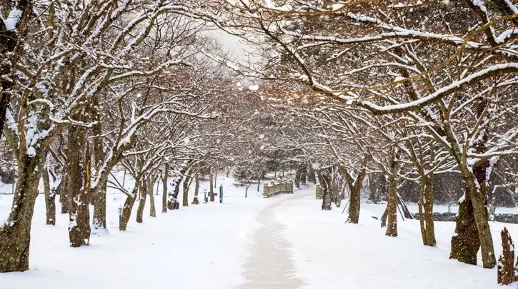 전나무숲길 설경 / 사진=게티이미지뱅크