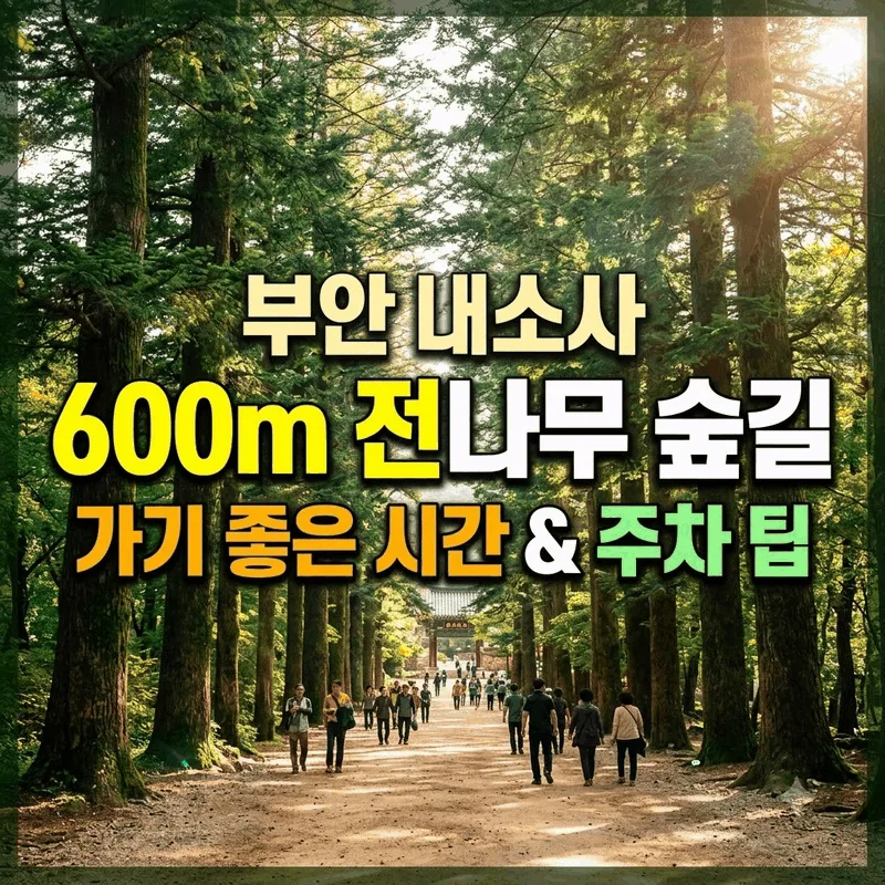 부안 내소사 600m 전나무 숲길 가기 좋은 시간 주차 팁