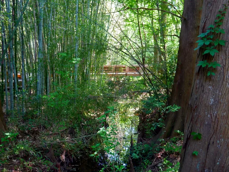 Bamboo Forest