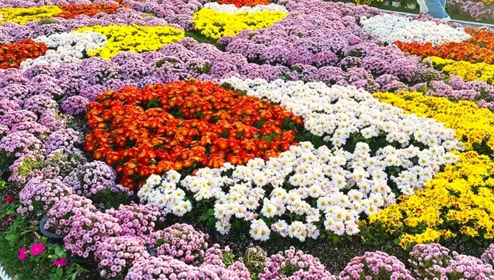 민락해변공원 국화 모습 / 사진=부산 수영구 공식블로그