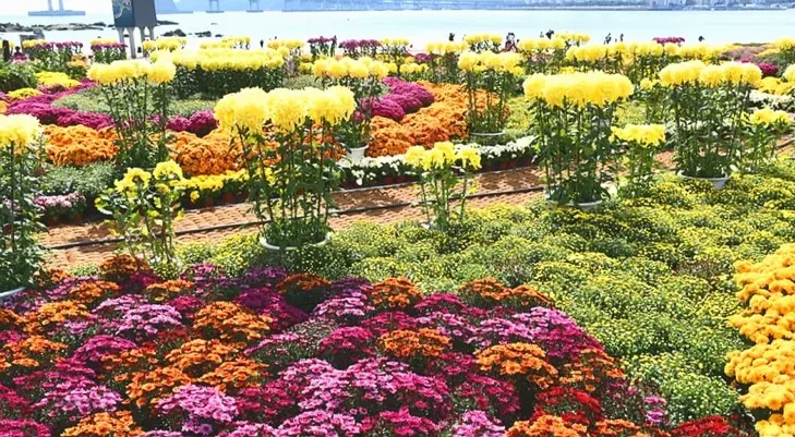 민락해변공원 국화 / 사진=부산 수영구 공식블로그