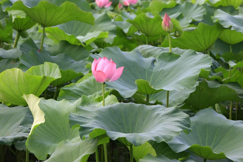 서동공원과 궁남지