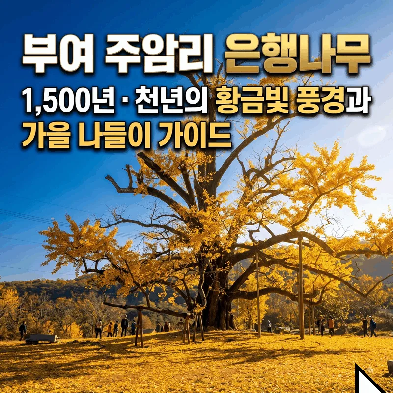 부여 주암리 은행나무 1500년 천년의 금빛 풍경과 가을 나들이 안내