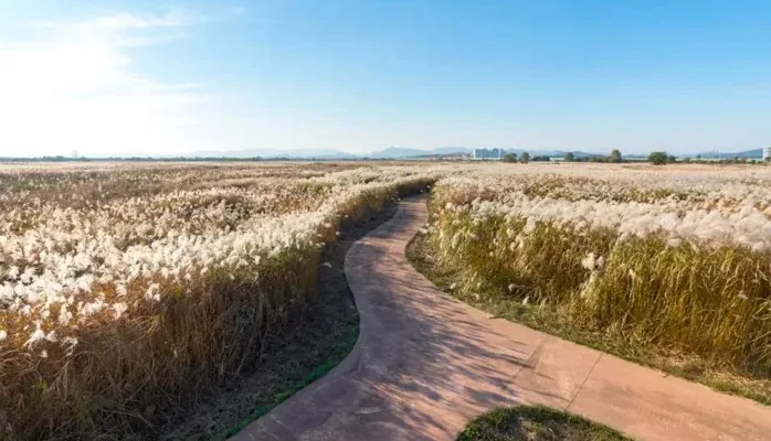 나래공원 억새 산책길 / 사진=충청남도 공식블로그 들꽃지기