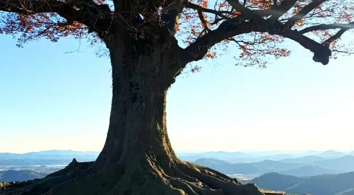 사랑나무 반쪽 하트 / 사진=충청남도 공식 블로그 나행홈