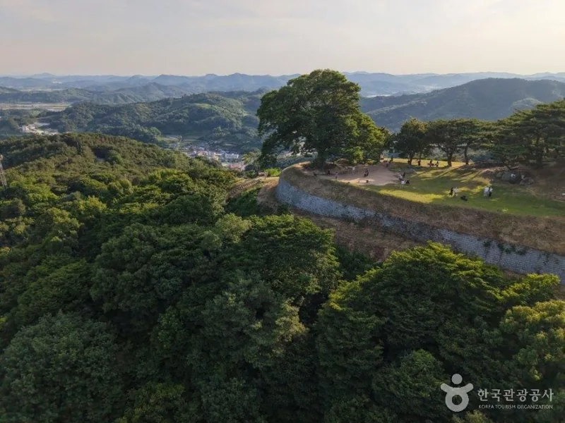성흥산 사랑나무(부여 가림성 느티나무)