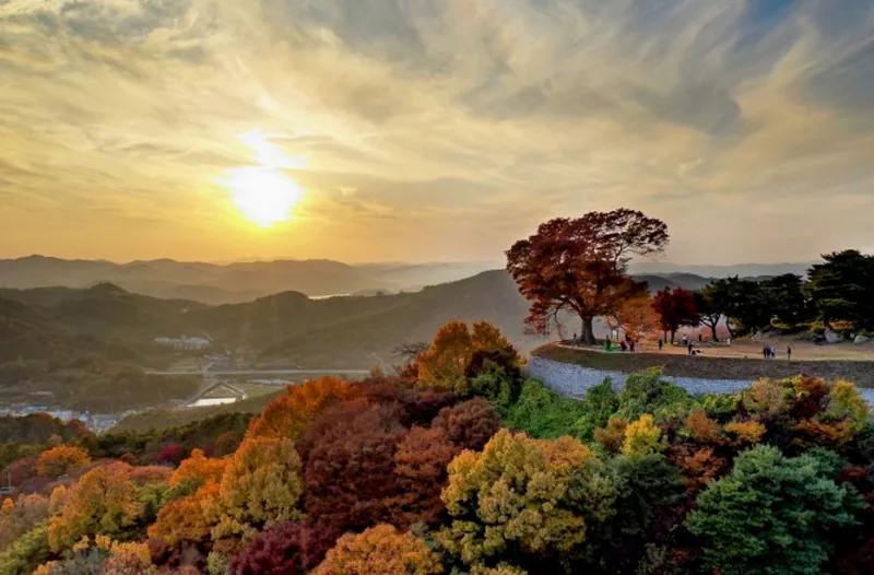 성흥산 사랑나무(부여 가림성) 상세이미지5