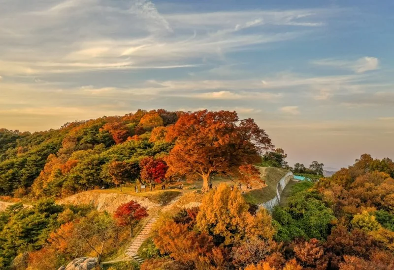 성흥산 사랑나무(부여 가림성) 상세이미지6