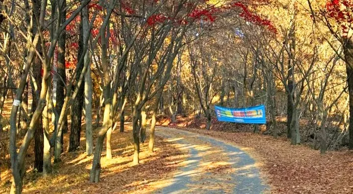 사랑나무 가는 길 / 사진=충청남도 공식 블로그 나행홈