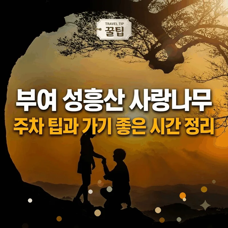 부여 성흥산 사랑나무 주차 팁과 가기 좋은 시간 정리