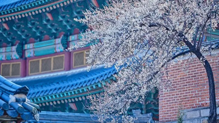 창덕궁 매화 / 사진=서울관광아카이브