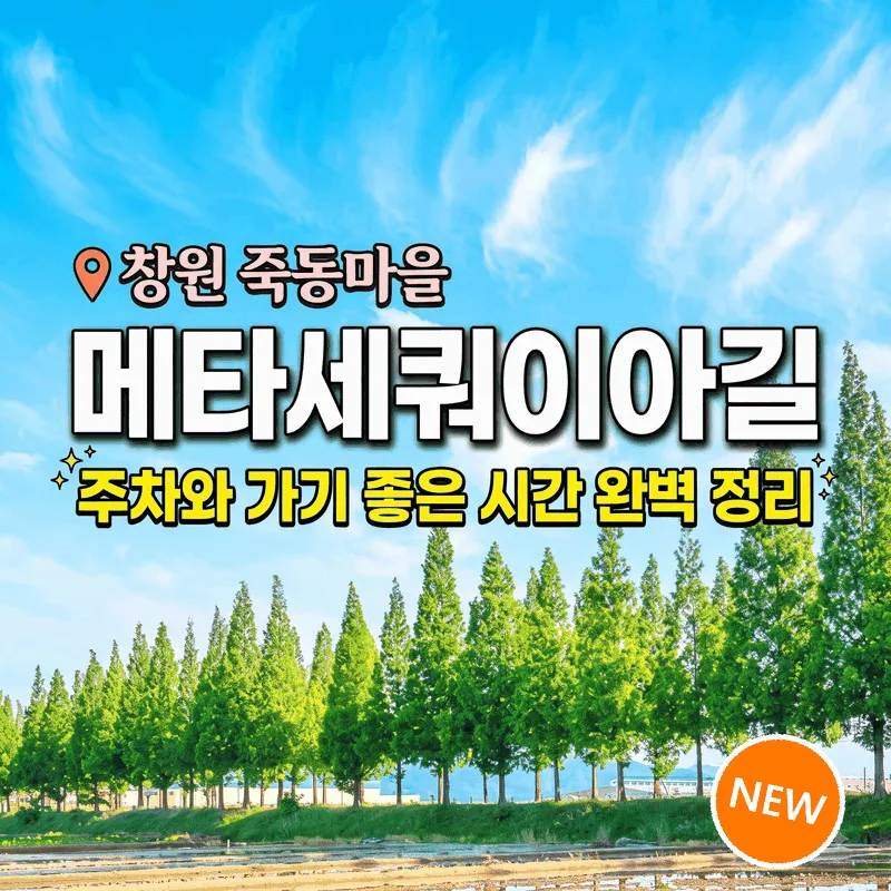 창원 죽동마을 메타세쿼이아길 주차와 가기 좋은 시간 완벽 정리