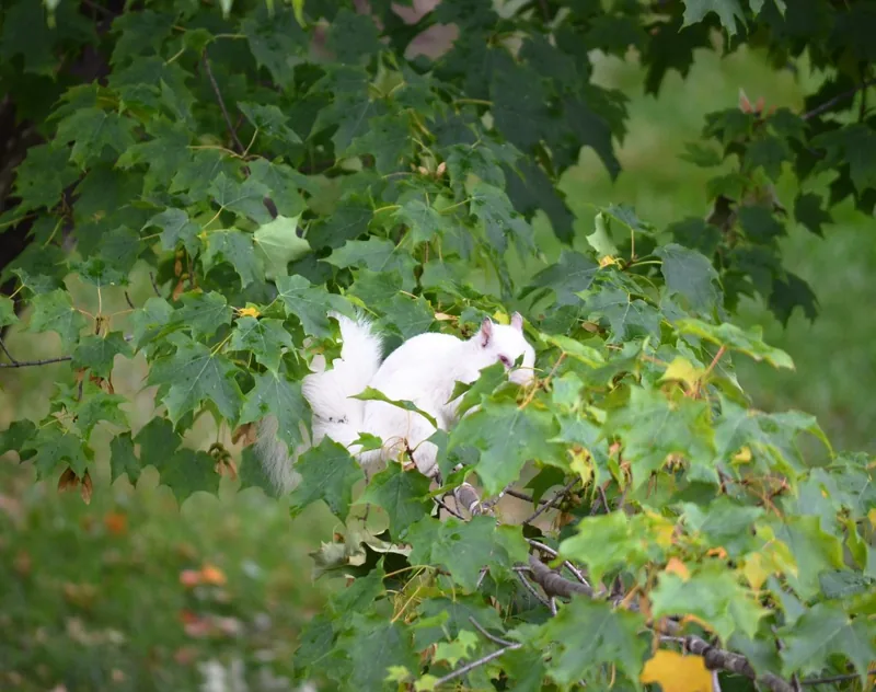 Albino eastern gray squirrel in maple tree