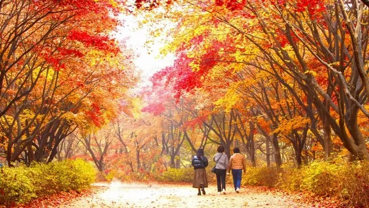 독립기념관 단풍나무숲길 / 사진=게티이미지뱅크