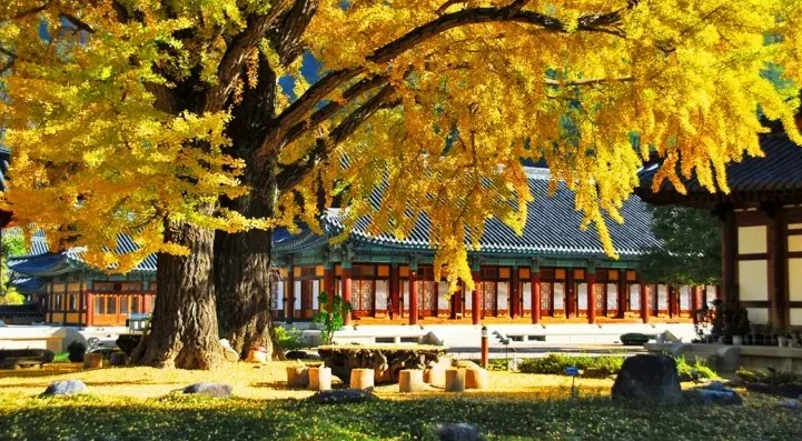 운문사 은행나무 / 사진=한국관광콘텐츠랩